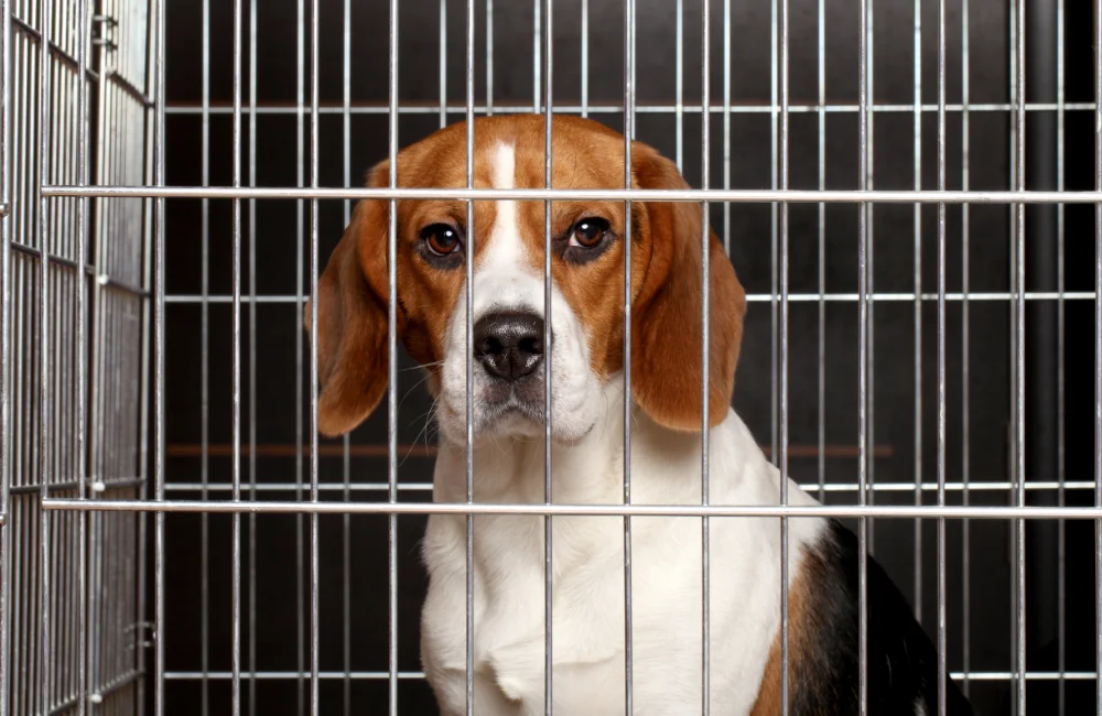 H3 - 5. สินค้ามีชีวิต